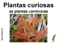 Plantas curiosas. As plantas carnívoras